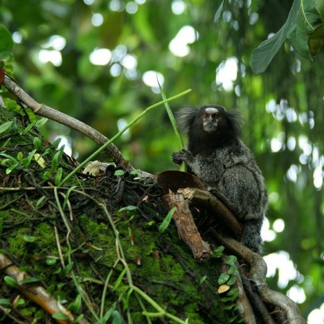 La X Conferencia de la ONU sobre Diversidad Biológica en Nagoya se celebra del 18 al 29 de octubre con participación de representantes de 193 países que tratarán un nuevo plan estratégico para conservar la biodiversidad de la Tierra. En la foto: Primate Mico acariensis.